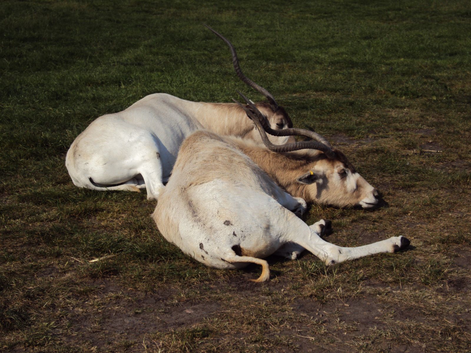 West Midland Safari Park